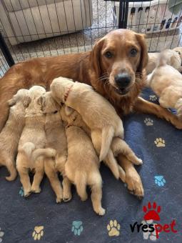 Ράτσα: Γκόλντεν Ριτρίβερ - Golden Retriever | Ηλικία: 3 μηνών | Φύλο: Αρσενικό | Αρ. Microchip: 985173009734721 | Ιδιώτης | Εκπαιδευμένο | Pedigree | Περιοχή: Αθήνα, Αττική